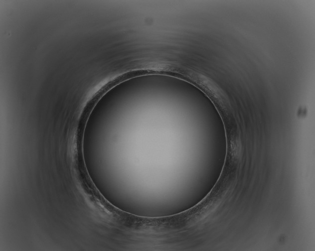 X0000096650532200802121134