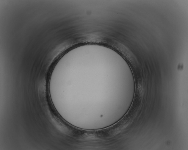 X0000096650534200802121134