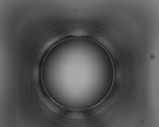X0000096650535200802121134