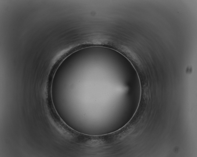 X0000096650536200802121134