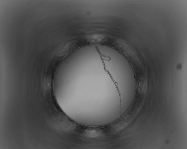X0000096650561200802121135