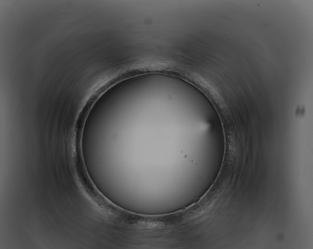 X0000096650582200802121134