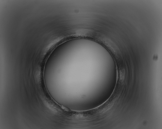X0000096650588200802121134