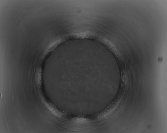X0000096650590200802121134