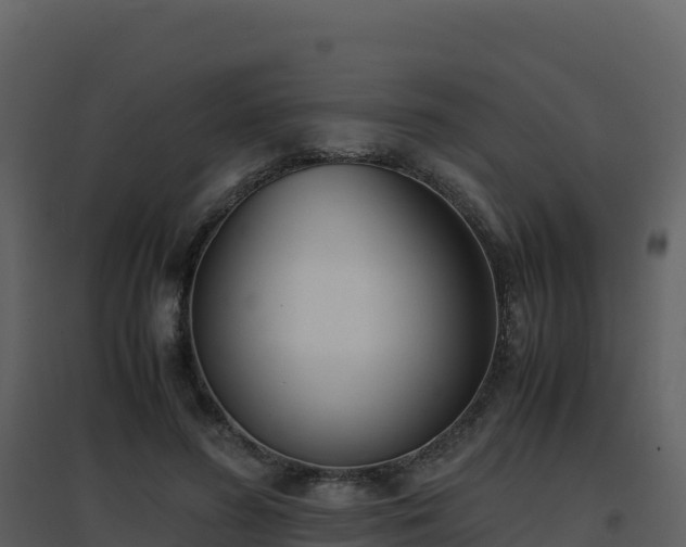 X0000096650596200802121134
