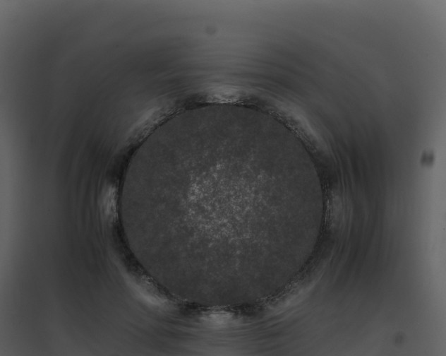X0000096650598200802121134