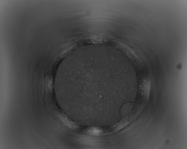 X0000096650610200802121134