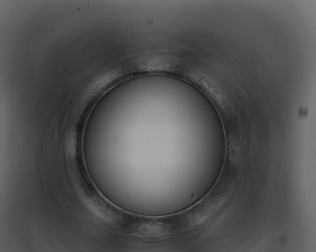 X0000096650631200802121133