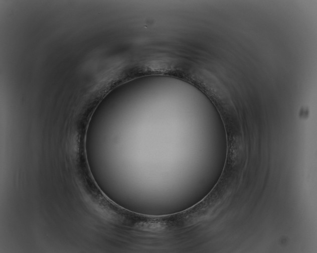 X0000096650639200802121133