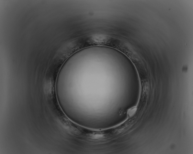 X0000096650651200802121133