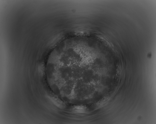 X0000096650659200802121133