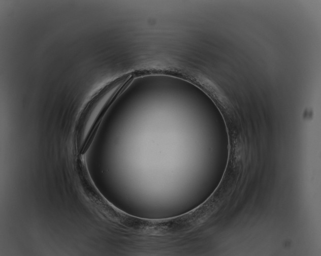 X0000096650680200802121133