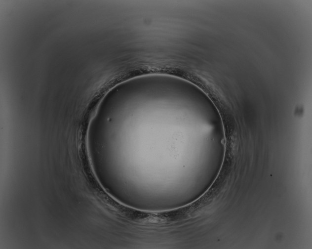 X0000096650691200802121133