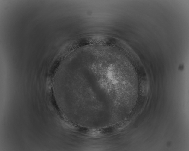 X0000096650701200802121133