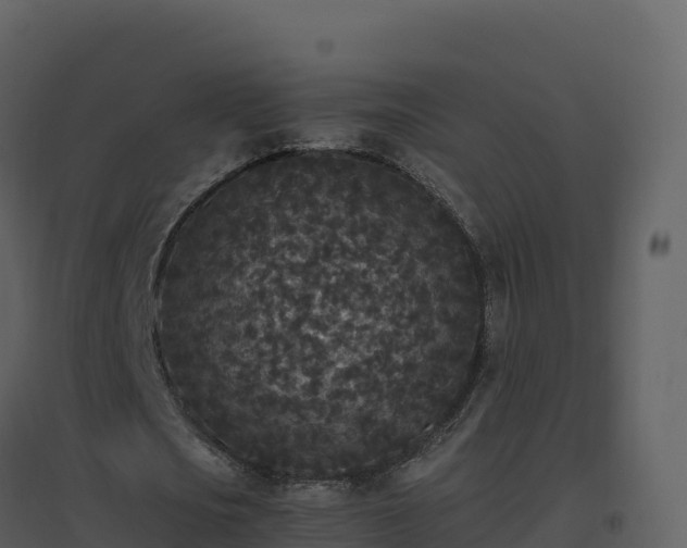 X0000096650721200802121132