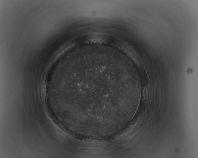 X0000096650722200802121132