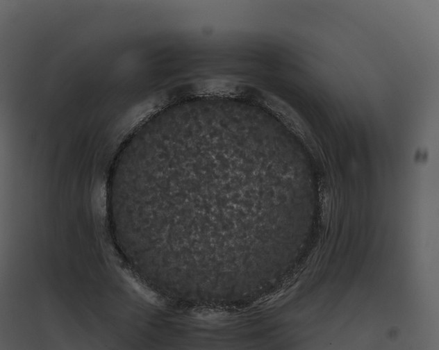 X0000096650729200802121132