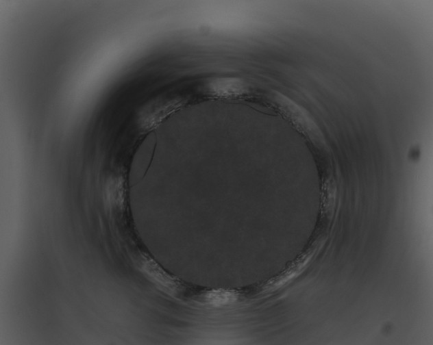 X0000096650762200802121132
