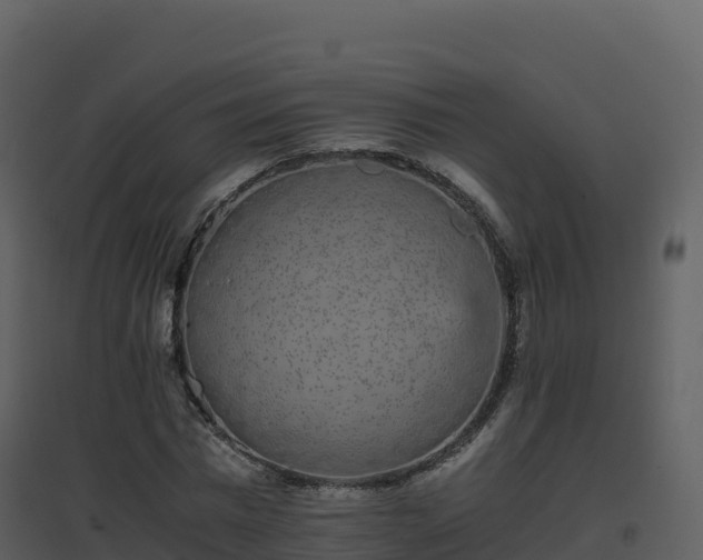 X0000096650777200802121131
