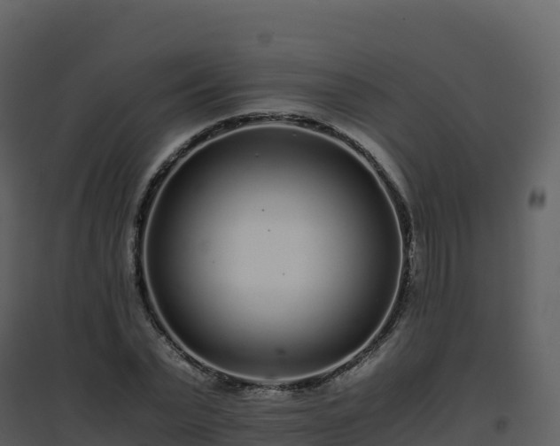 X0000096650783200802121131