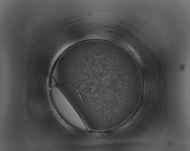 X0000096650796200802121131