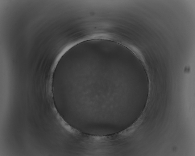 X0000096650816200802121131