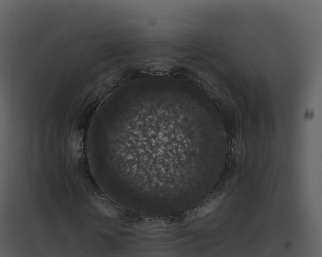 X0000096650818200802121130