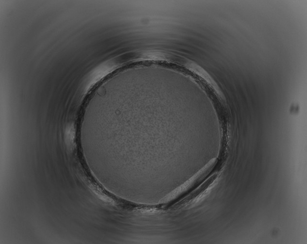X0000096650826200802121130