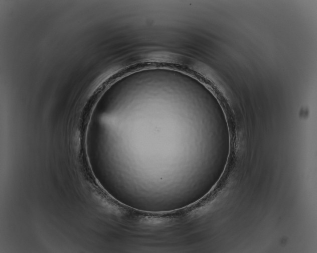X0000096650829200802121130