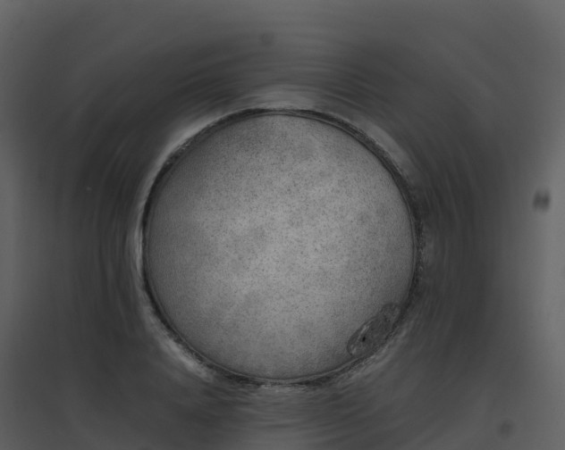 X0000096650840200802121131