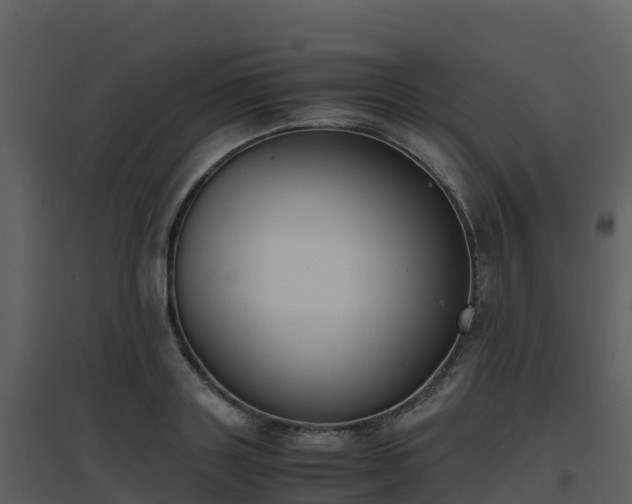 X0000096650843200802121131