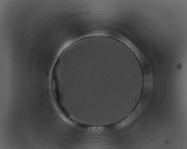 X0000096650858200802121131