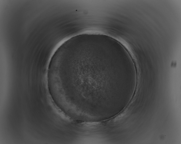 X0000096650864200802121131