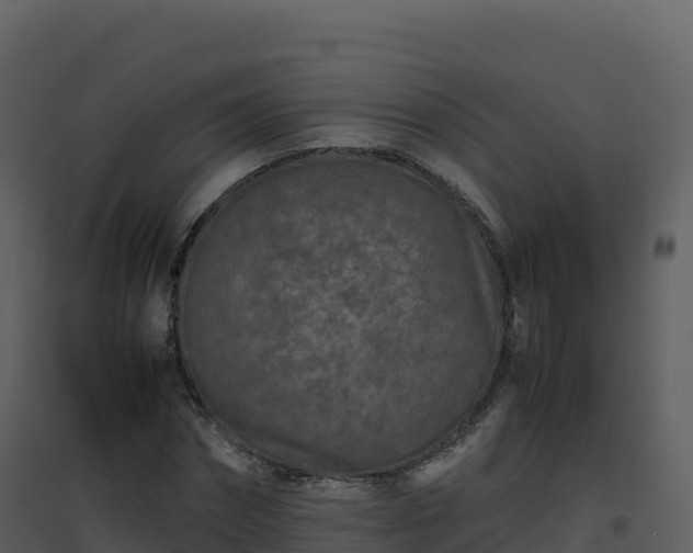 X0000096650874200802121130