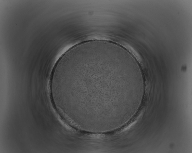 X0000096650893200802121130