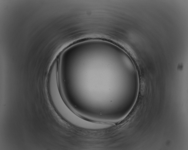 X0000096650895200802121130