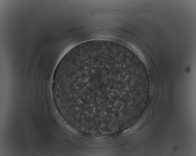 X0000096650899200802121130