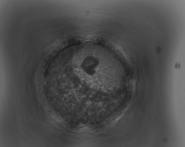 X0000096650913200802121129