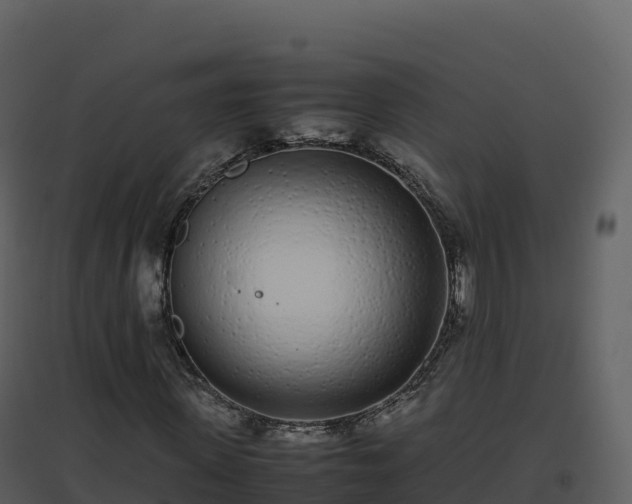 X0000096650915200802121129