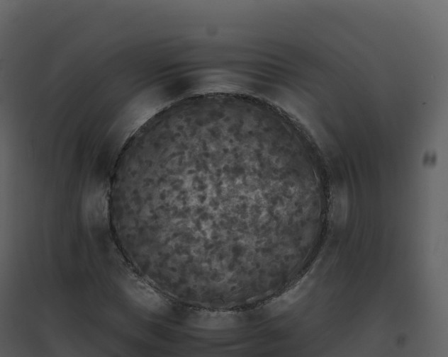 X0000096650921200802121129