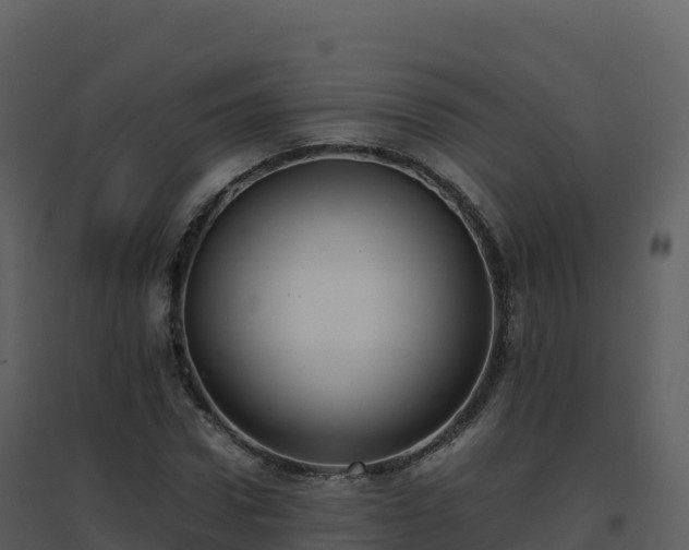 X0000096650922200802121129