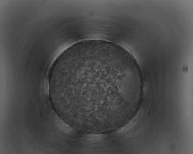 X0000096650925200802121129