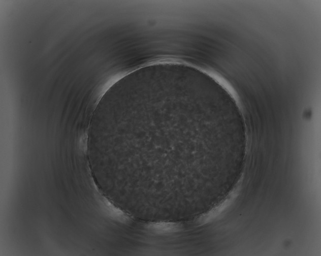 X0000096650953200802121129