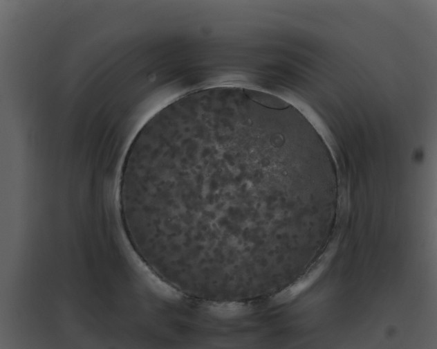 X0000096650957200802121130