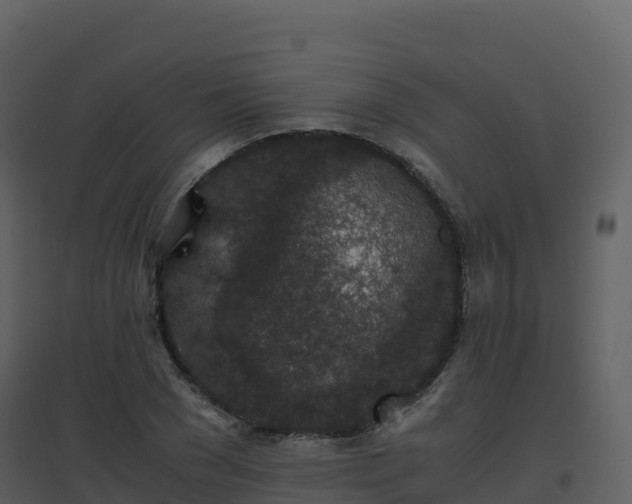 X0000096650977200802121128