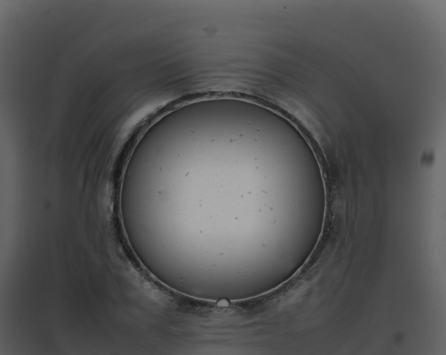 X0000096650979200802121128