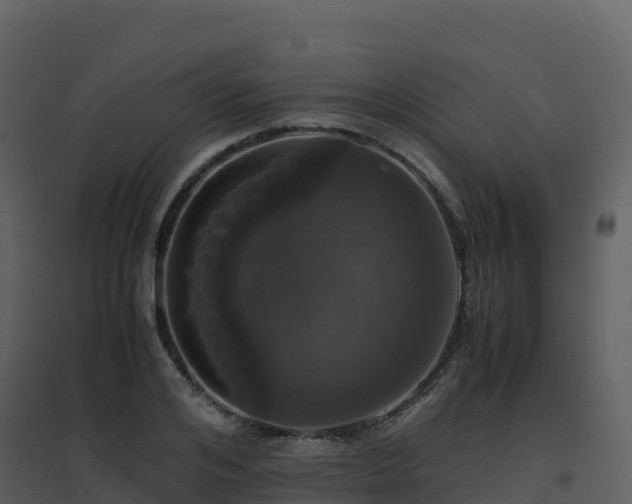 X0000096650984200802121128