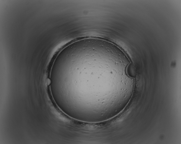 X0000096650987200802121128