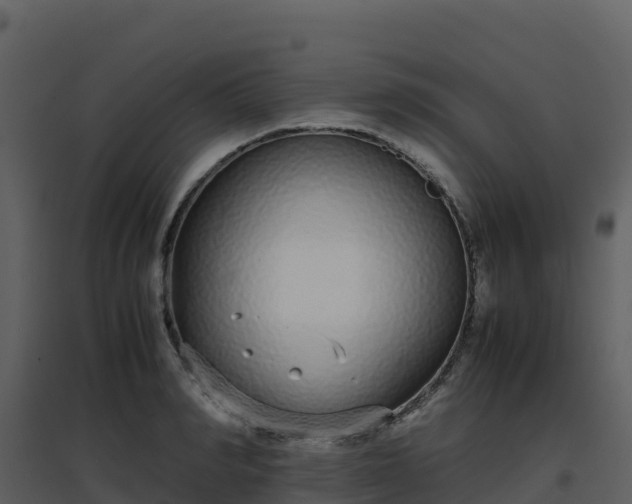 X0000096650990200802121128