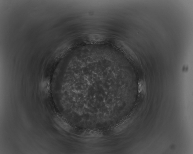 X0000096651011200802121127